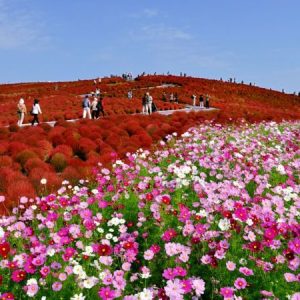 Explore the Eye Grabbing Beauty of Valley Of Flowers